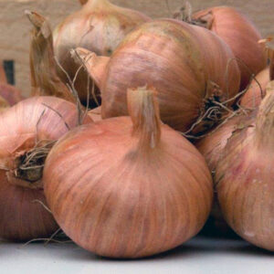 Organic Red Sun shallots 30/50mm