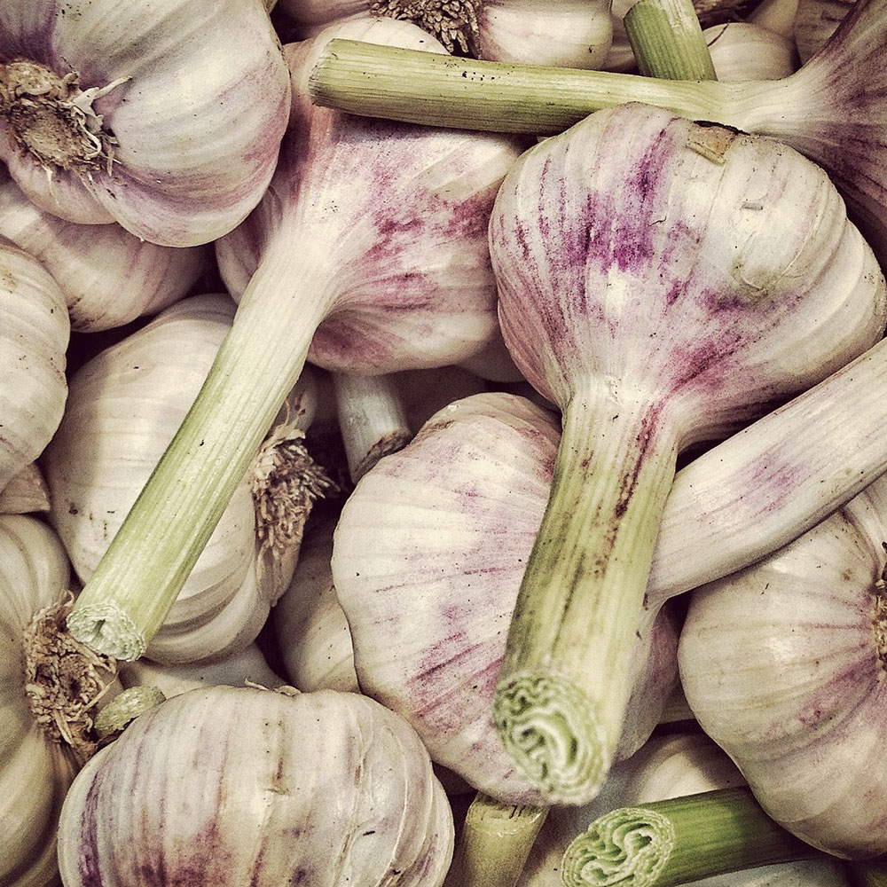 Morado garlic sets organic 35mm+