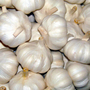 Garlic Flavour Organic Spring Planting