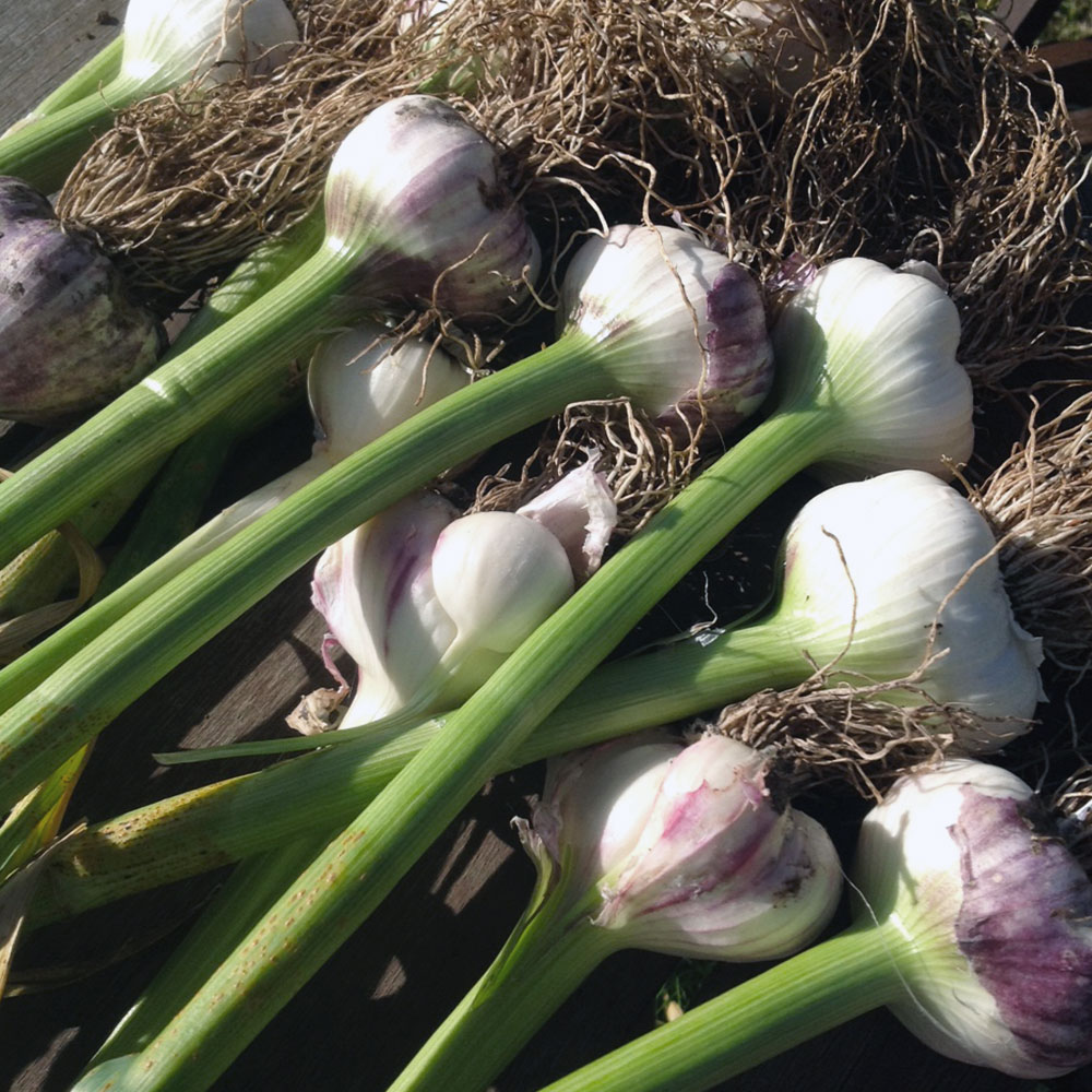 Morado garlic sets organic 35mm+ - Image 2