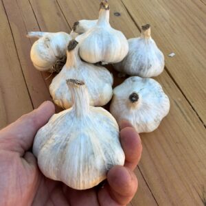 Sabagold garlic sets Organic 35mm+