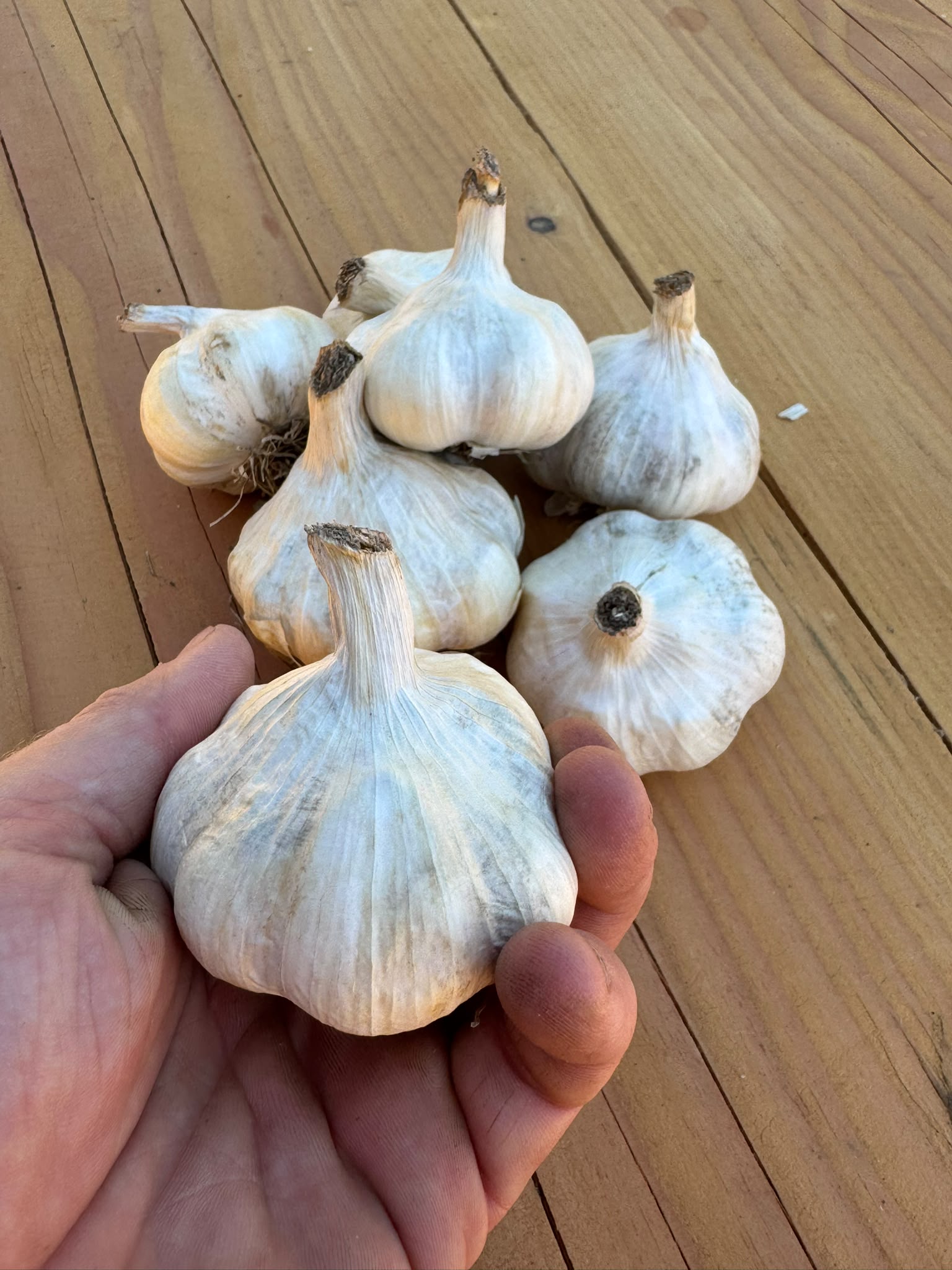 Sabagold garlic sets Organic 35mm+